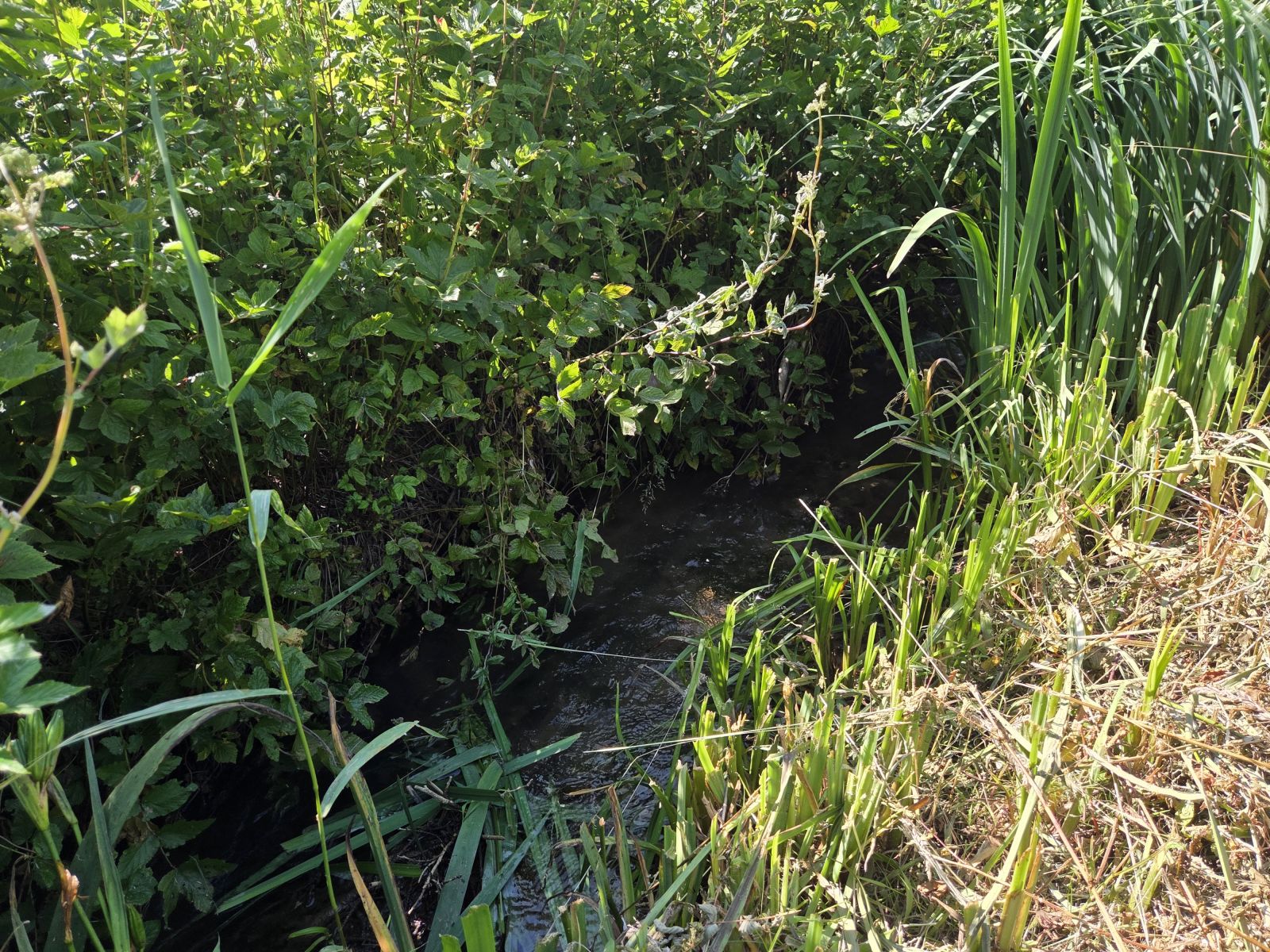 A VENDRE - Villers-devant-Orval - Projet insolite - Sudimmo