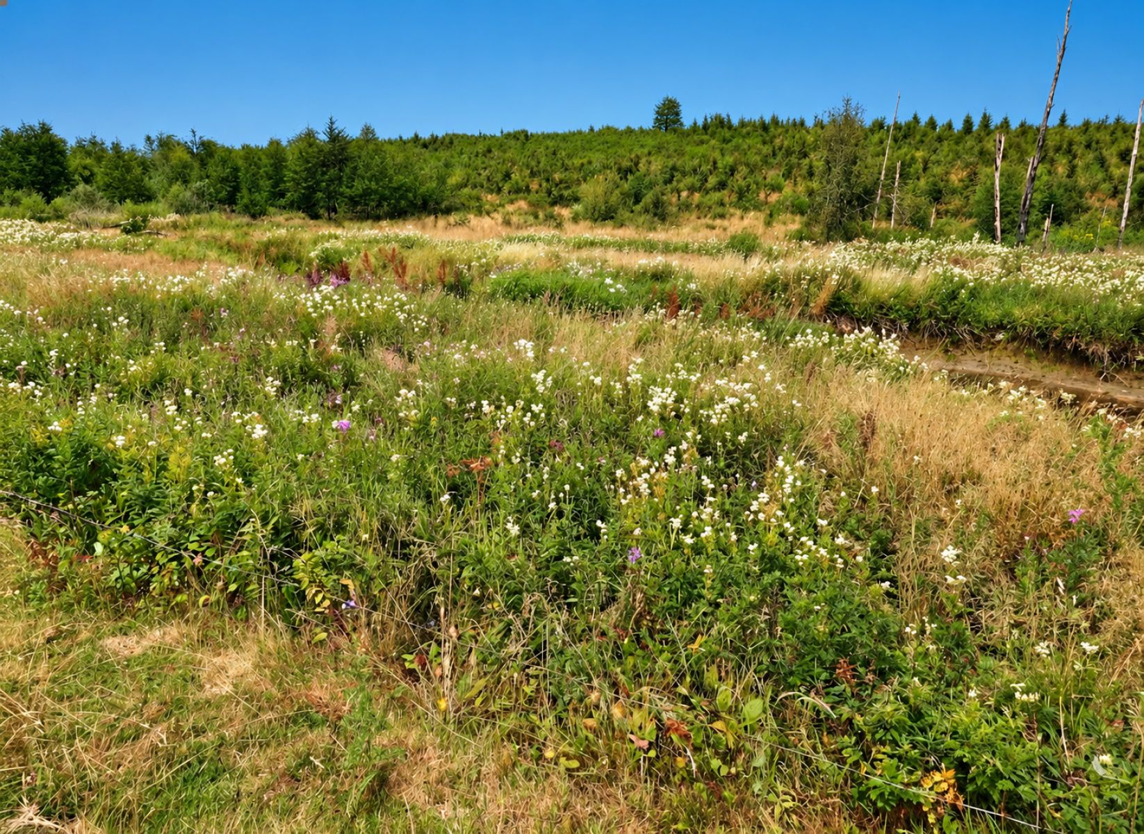 A VENDRE - Ebly - Terrains avec ruisseau - Sudimmo