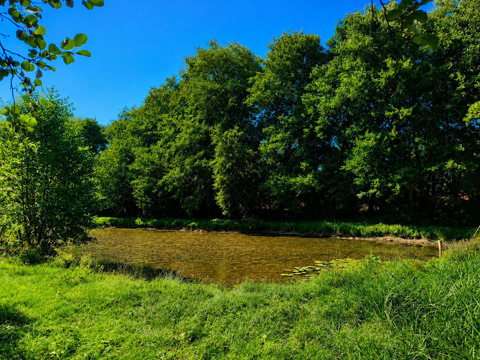 A VENDRE - Pin - Etangs - Sudimmo