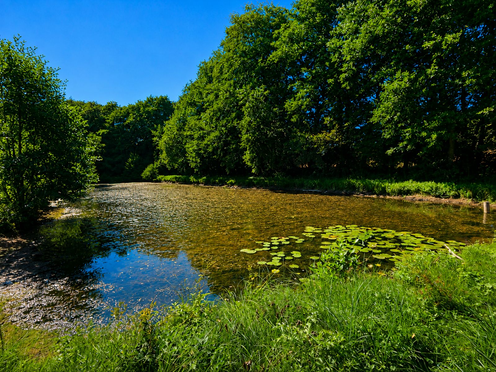 A VENDRE - Pin - Etangs - Sudimmo