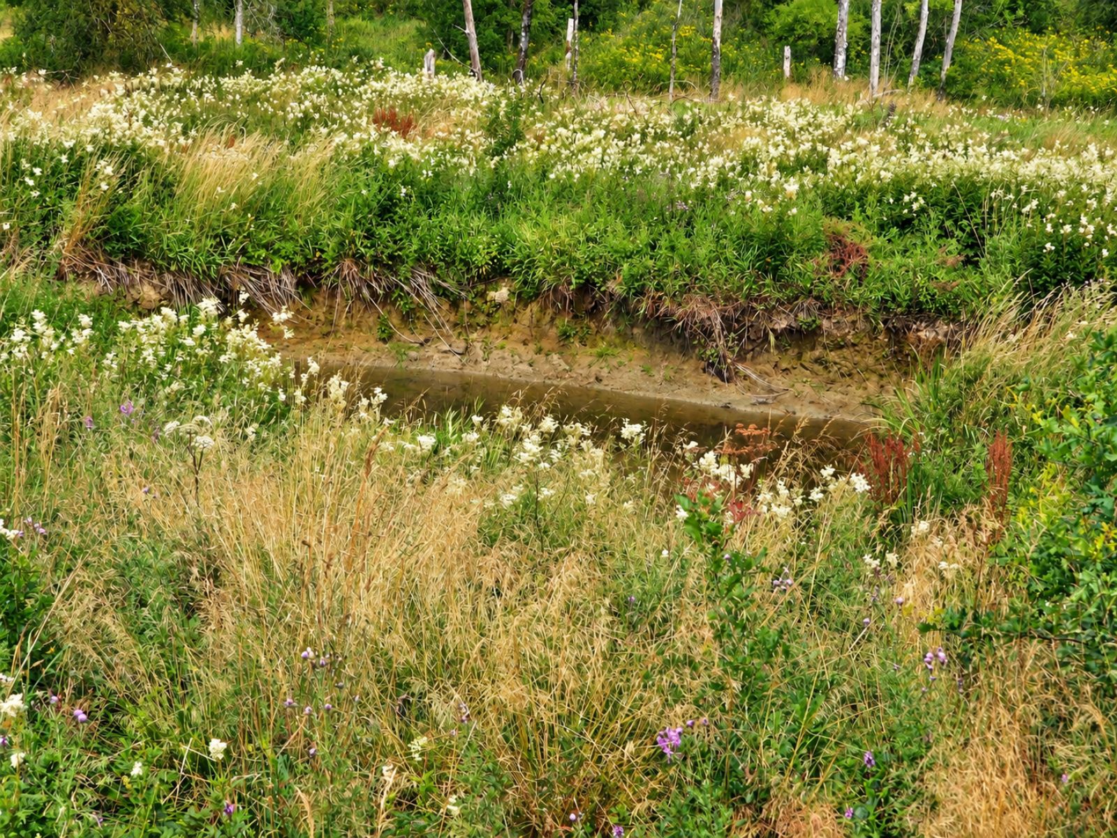 A VENDRE - Ebly - Terrains avec ruisseau - Sudimmo